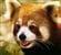 Red_Panda1's avatar
